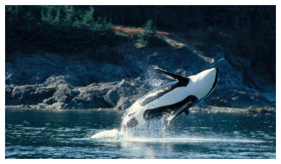 该禁止动物表演吗？<a href=