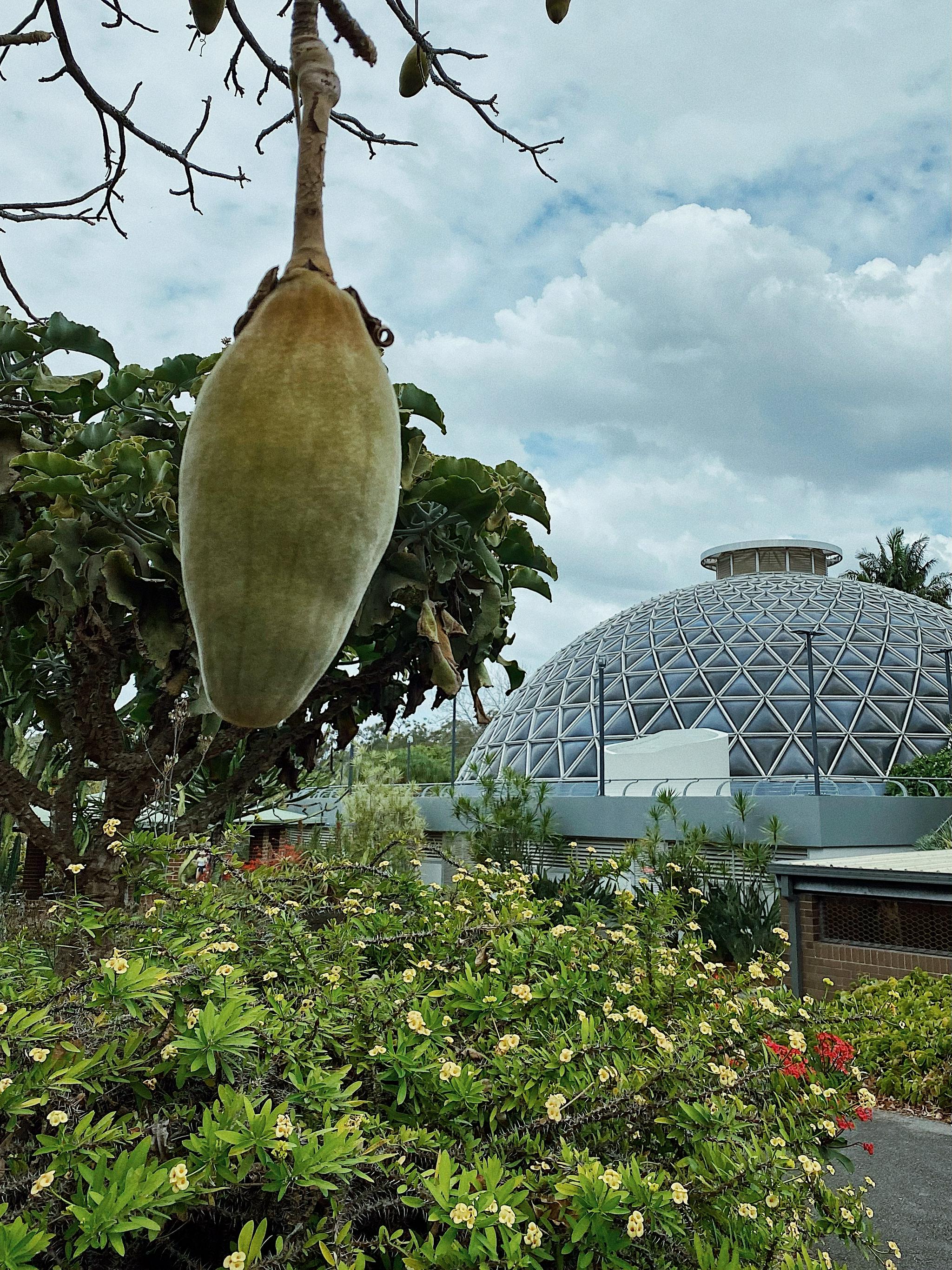 思窝星图腾:布里斯班植物园,从植物的生根发芽,聊聊人生的选择|图腾