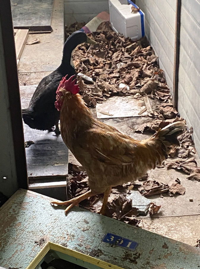 大连一位养鸡人:征集让公鸡不打鸣的方法休闲区蓝鸢梦想 - Www.slyday.coM 大连一位养鸡人:征集让公鸡不打鸣的方法休闲区蓝鸢梦想 - Www.slyday.coM