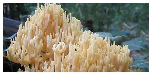 而它的样子也像小扫帚或小刷子所以被普洱人称作"扫把菌""刷把菌"这个