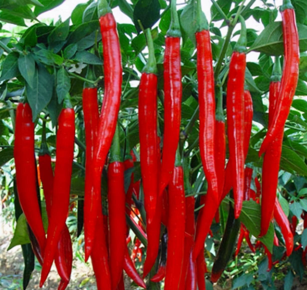 下图是美人椒下图是小米椒第一步:美人椒和小米椒有点像,但是美人椒比