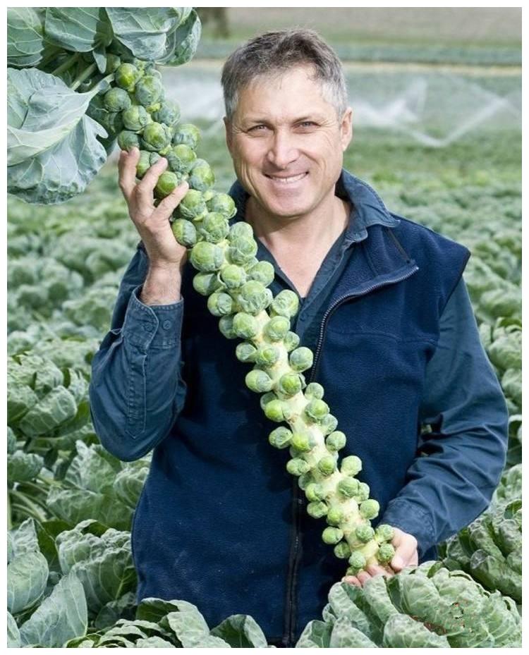 原产地中海"特种蔬菜",欧美广泛种植,引进中国一斤20少有人吃