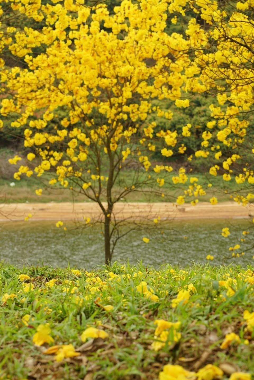 此处的黄花梨木 已经变成了花海 你来了吗
