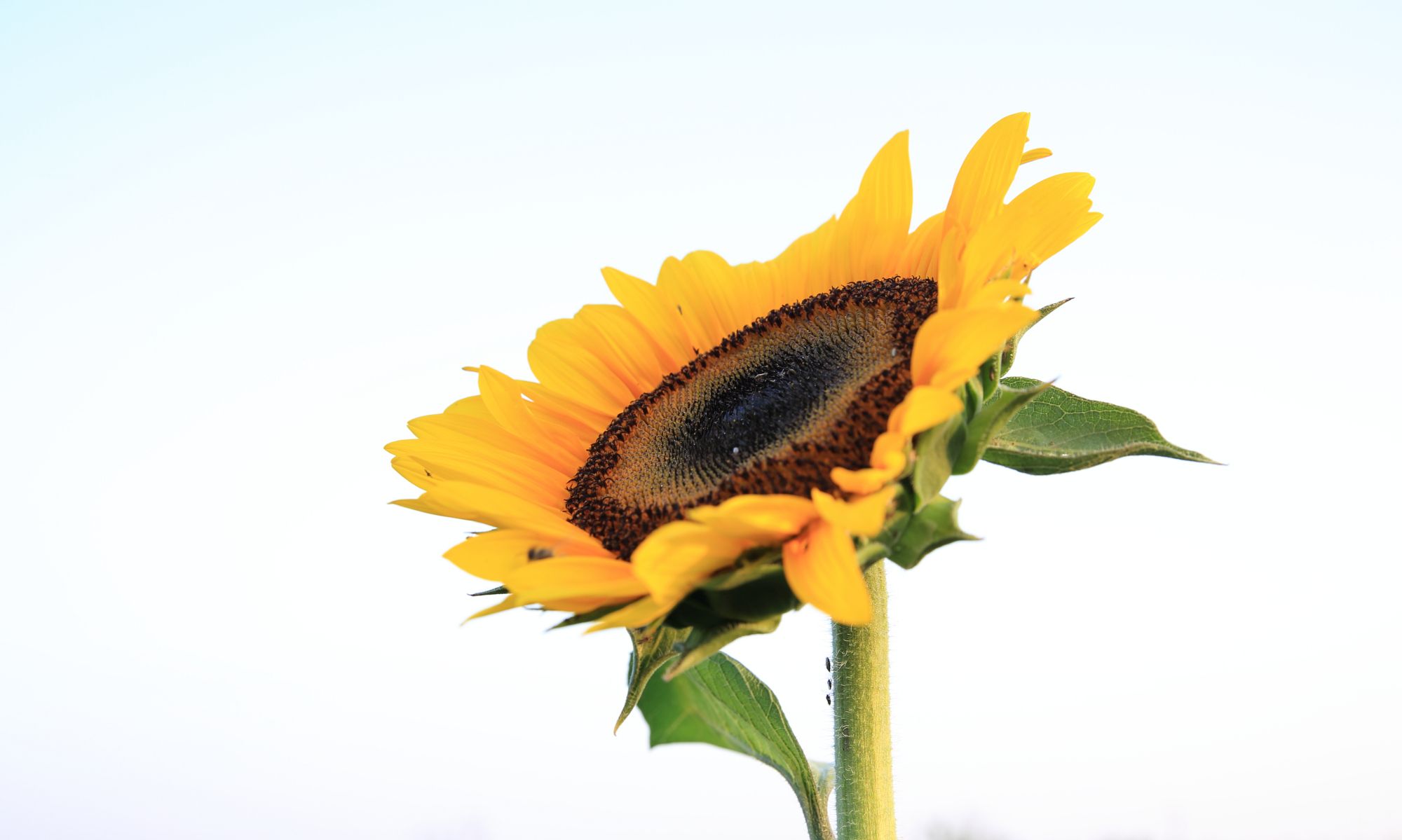向阳花开幸福自来