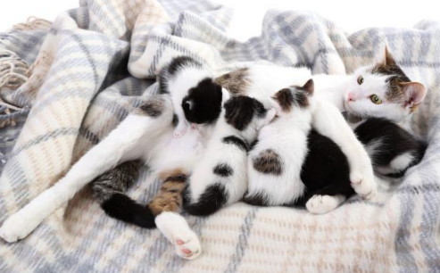 猫不喜欢身体乳的味道吗(猫不喜欢身体乳的味道吗怎么办) 猫不喜欢身体乳的味道吗(猫不喜欢身体乳的味道吗怎么办)