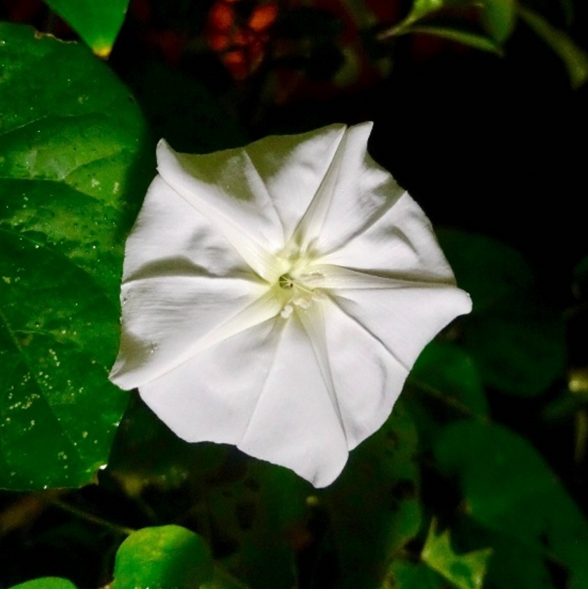 只在夜晚开放的月光花 洁白美丽 如皎皎月轮 财经头条