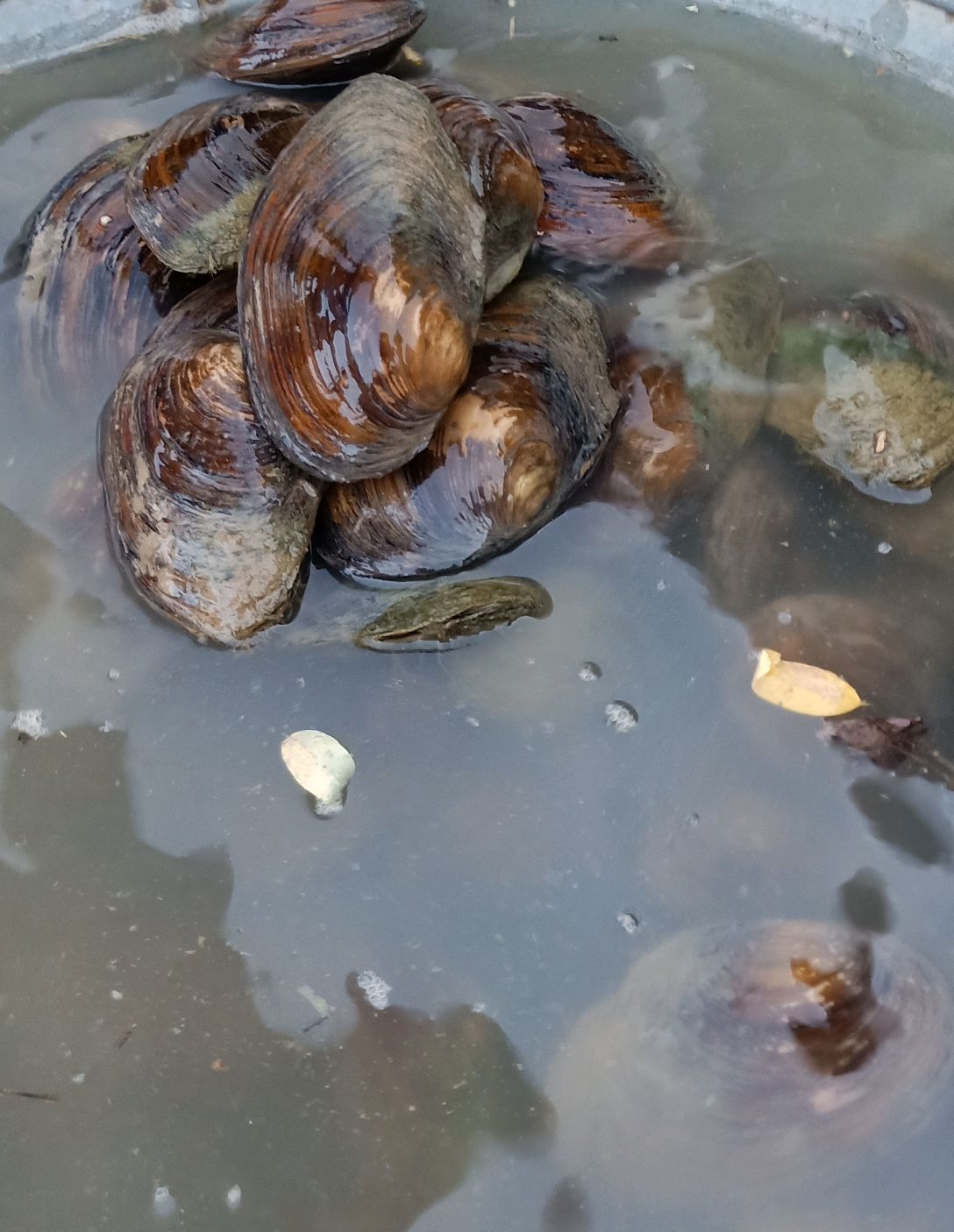 今天带大家了解下河蚌