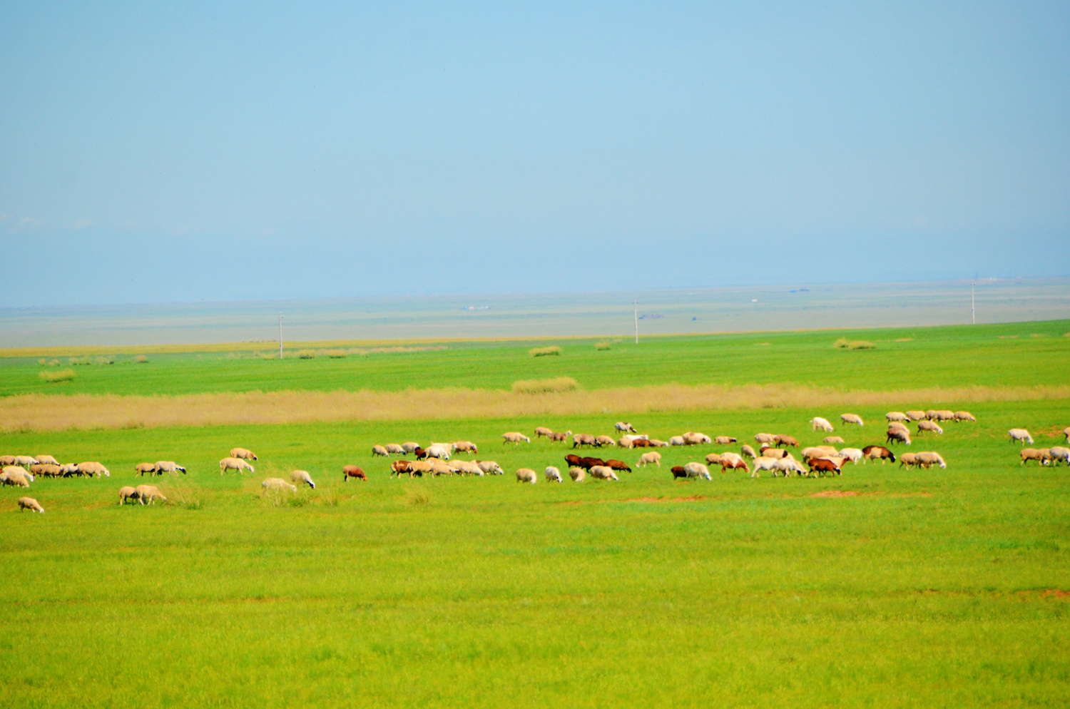 草原上绿草蓝天牛羊,原创拍摄_高清图集_新浪网