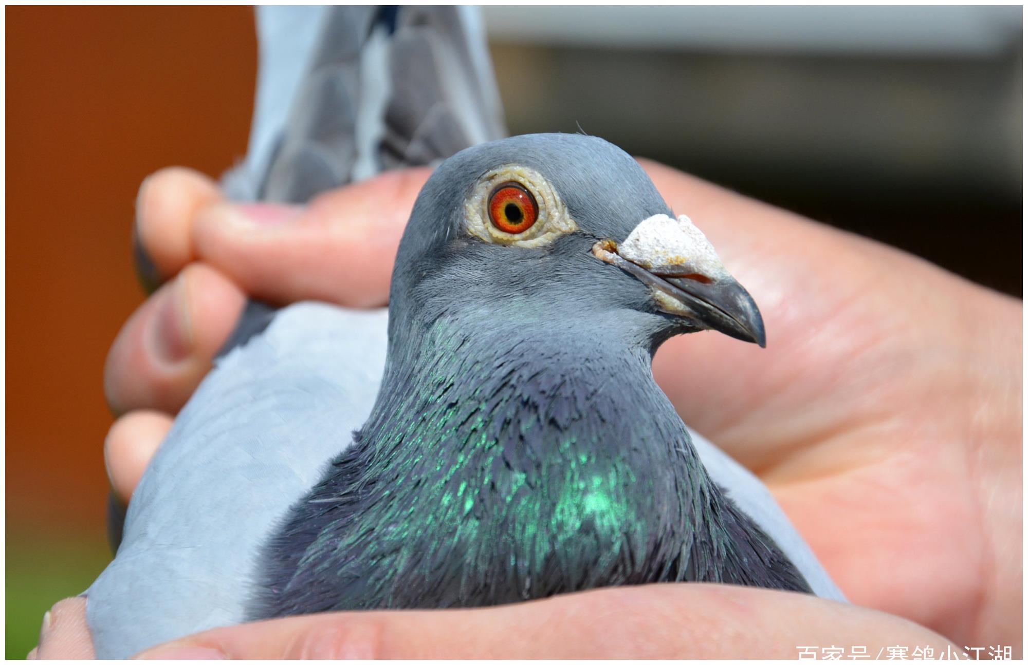 赛鸽2021年波治i羽数创十年最高保时捷911再发威