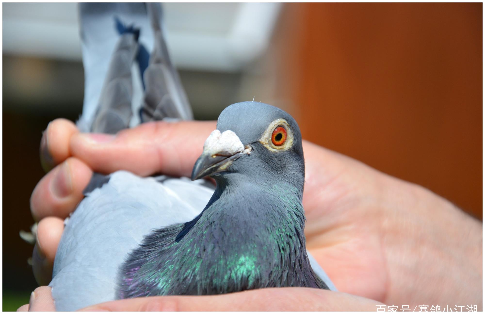 赛鸽2021年波治i羽数创十年最高保时捷911再发威