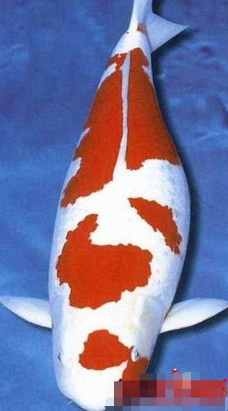 蓝色青花瓷锦鲤你见过没漂亮优雅可惜没有种群叫价数百万