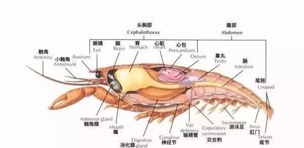 虾胃在哪个位置图图片