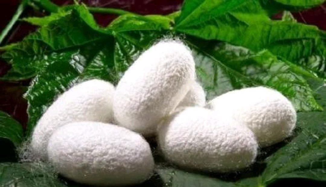 "宅"家,忽然想写一下我的"蚕娘"|百家故事