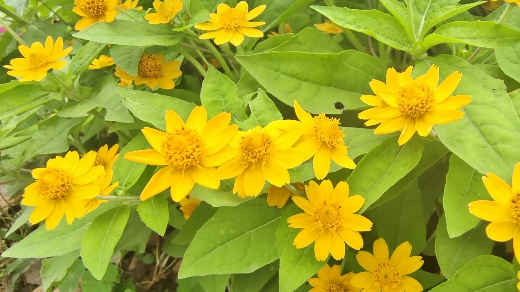 吉安视觉美丽绽放的黄帝菊