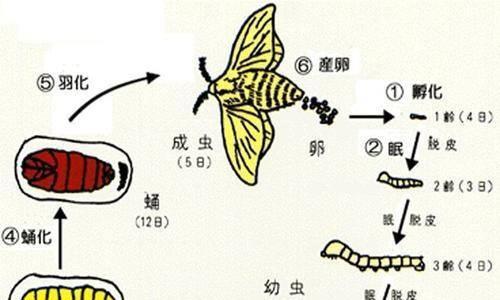 小时候,采桑养蚕的乐趣,觉得蚕宝宝特别可爱|蚕|蚕卵|草纸_新浪新闻