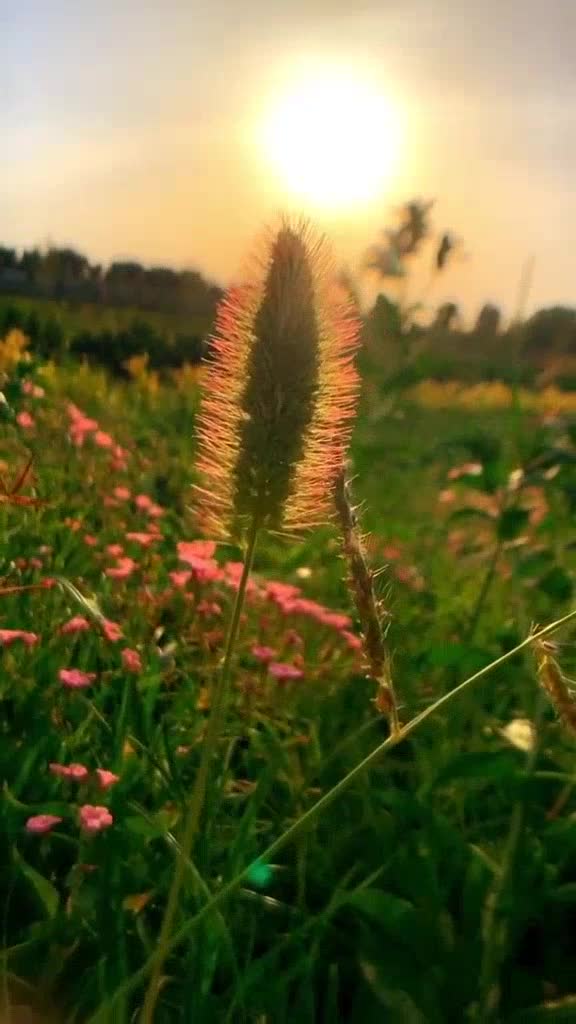 宋小睿的桥边姑娘童声版歌声入耳令人陶醉