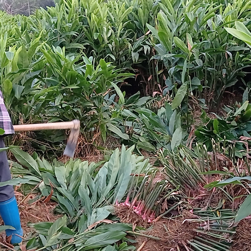 其果实与根茎可供药用,自中世纪以来,南姜就用作药