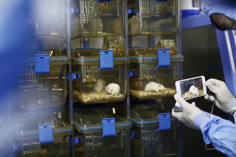 不只昭衍新药,国内医药企业也在热情洋溢地买猴子.