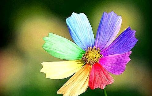 此花花色绚丽 仿佛要占尽人世间所有色彩一般 寓意为瞬间的绚烂 财经头条