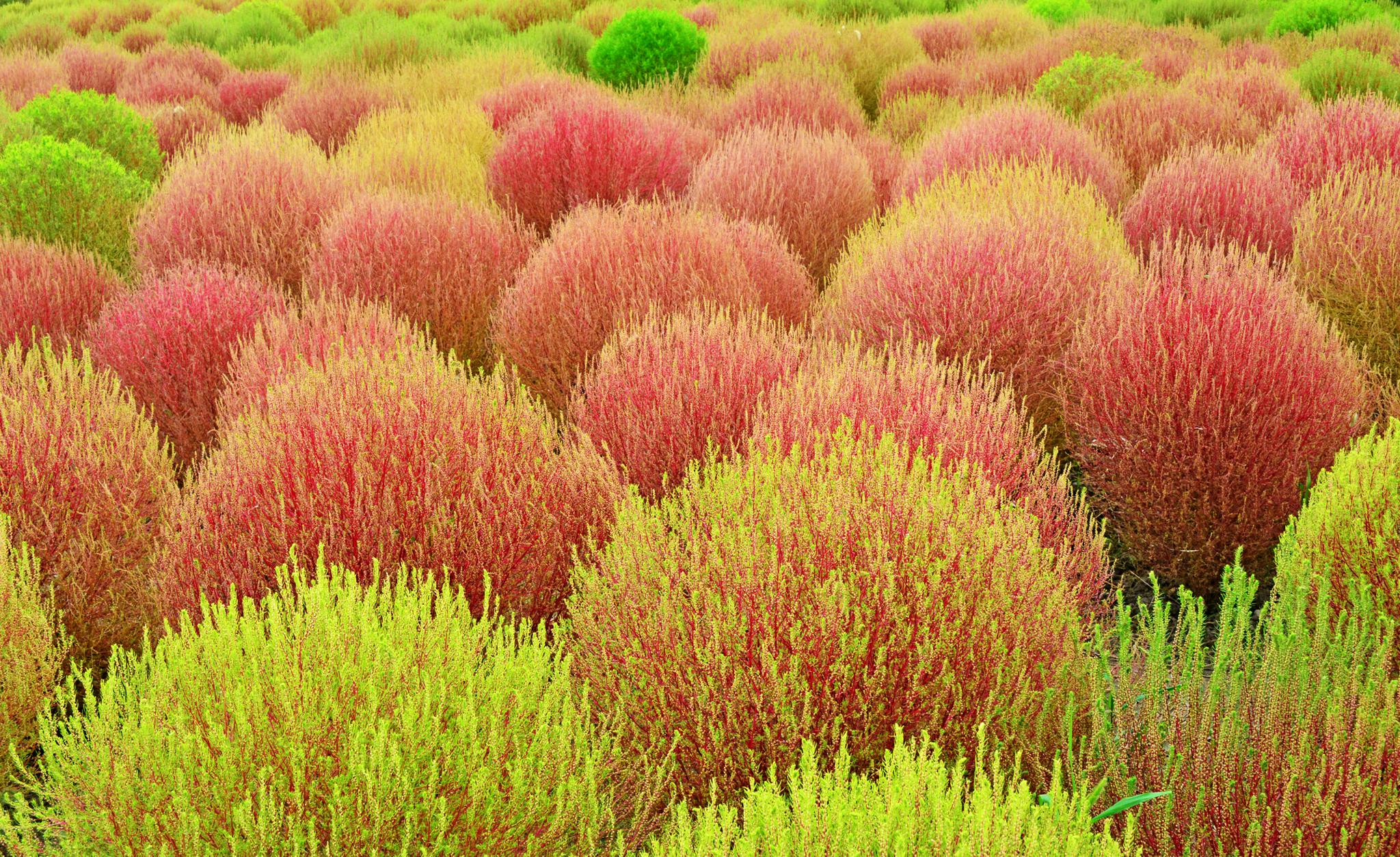 蓝天白云红地肤江苏无锡锡山区安镇街道