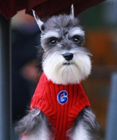 适合女生养的不掉毛的5种甜美型狗狗,快来看看有你喜欢的吗?