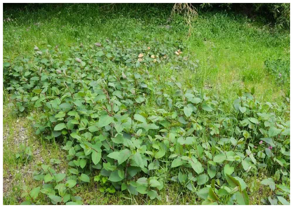 曾是农田里的杂草,如今60元一斤成出口名蔬,南方人特别爱吃