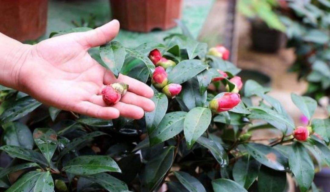 茶花枝头长满花苞,还能不能去施肥?要分情况