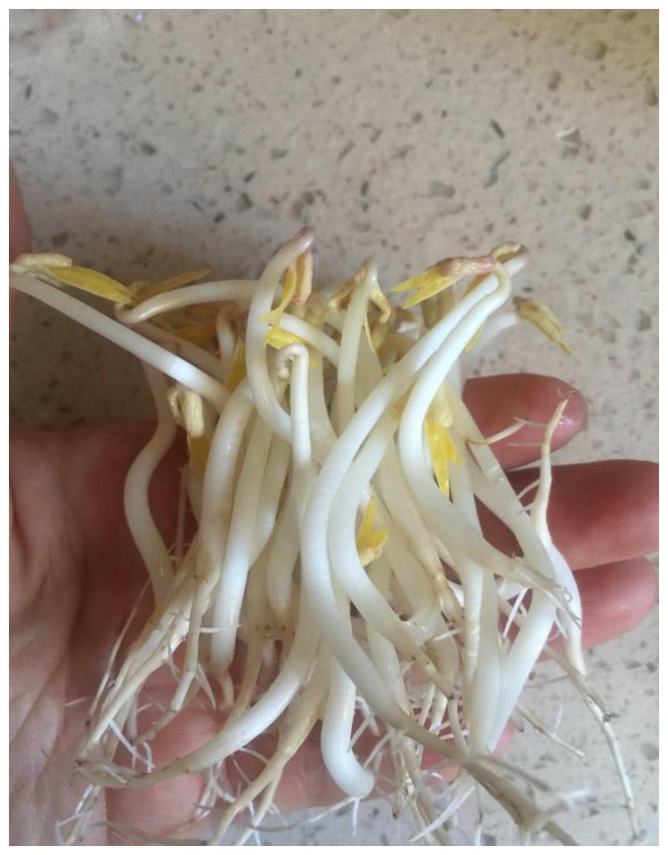 旧水壶不要扔掉了,拿来"发豆芽"很好,又白又胖,一家人吃足够