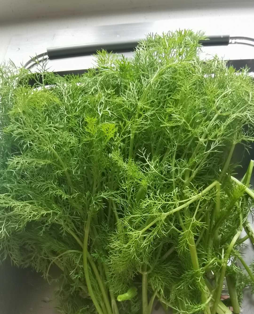 青青茴香我的爱今日头条