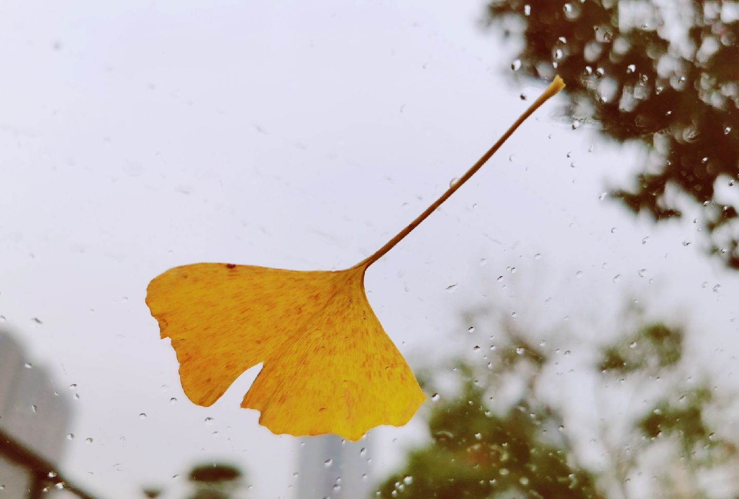 一叶飘零 银杏大道_高清图集_新浪网