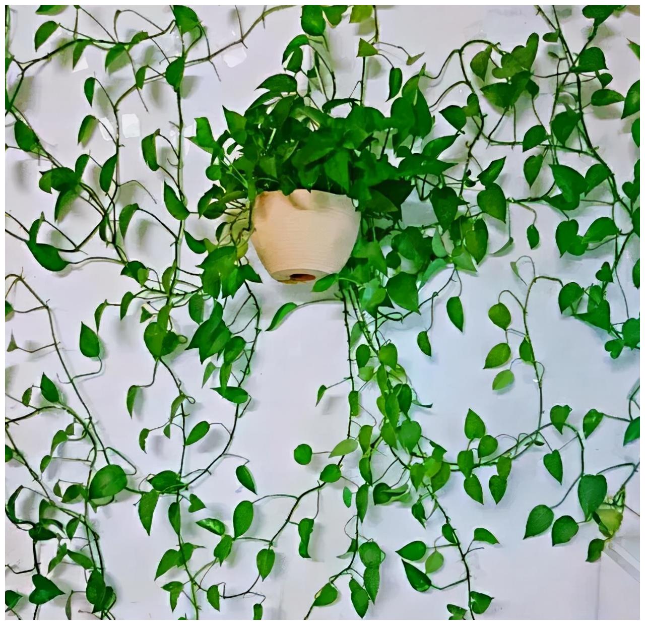 把绿萝养的爬满墙,用的2个方法,真的很实用,值得学|绿萝|黄豆|养花