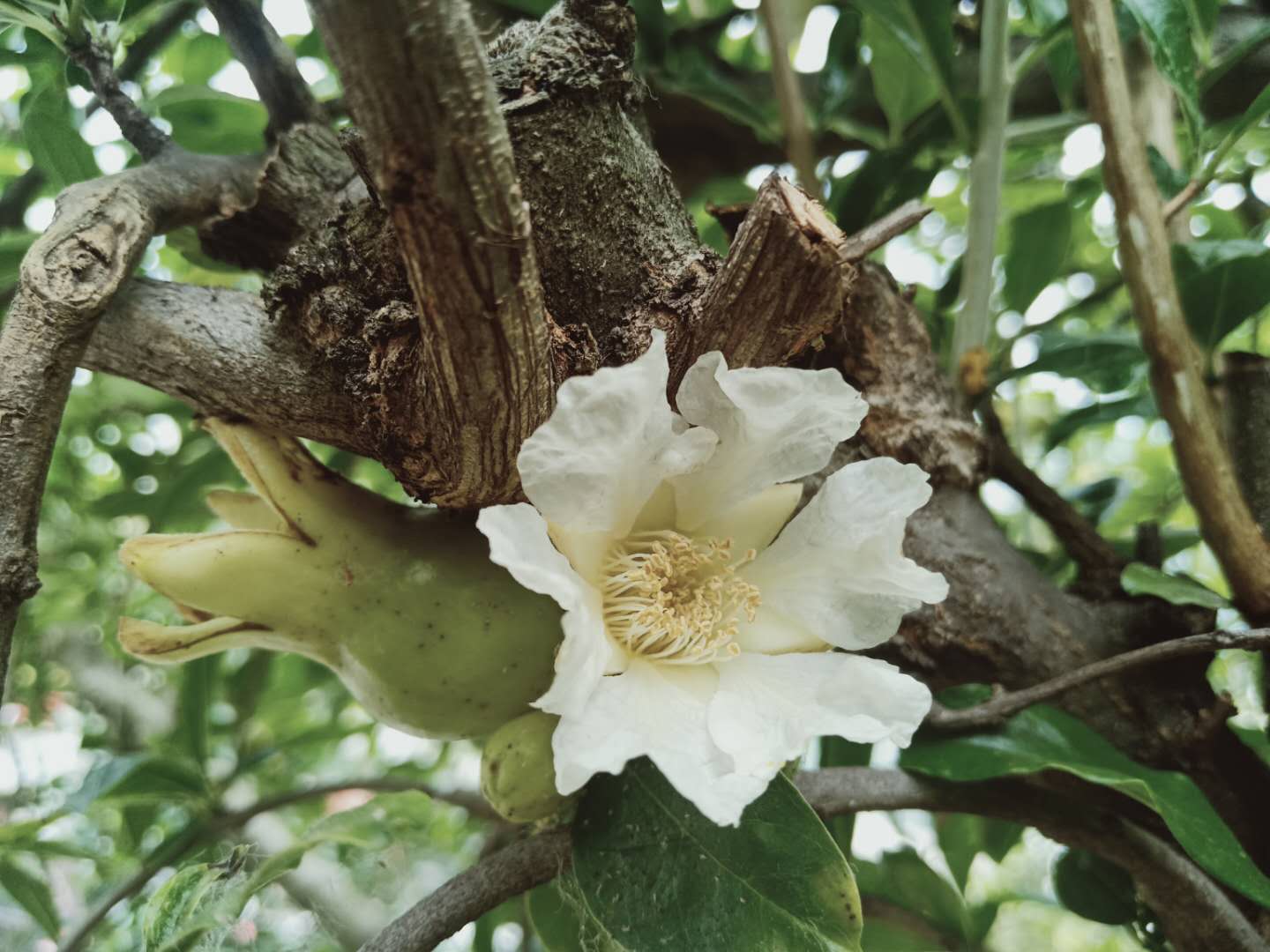 故乡归途"石榴花开白如雪"—常城西回民村百年黄石榴古木花盛