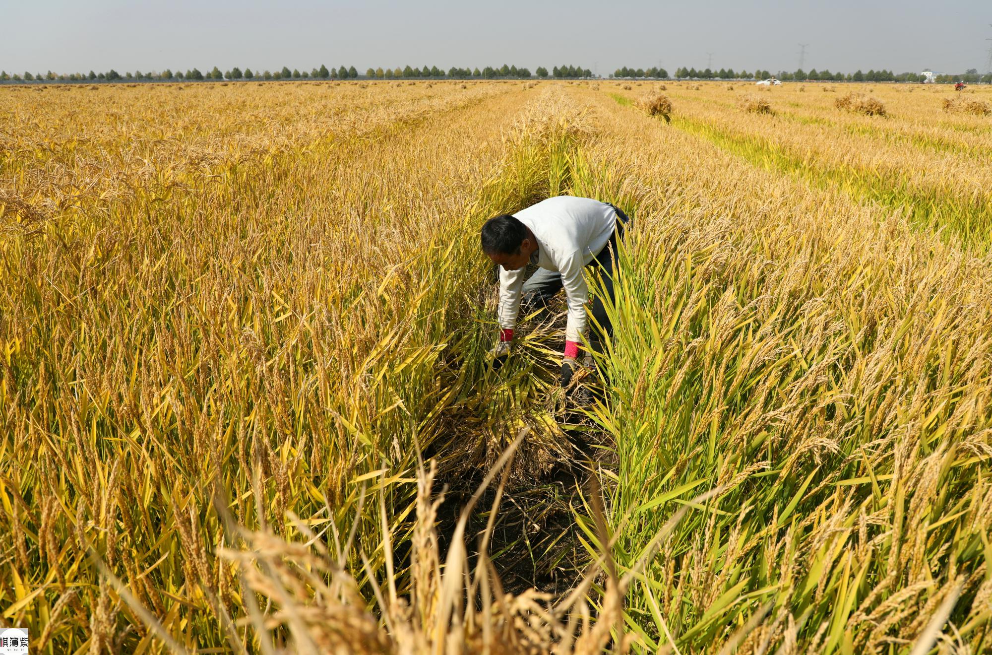 收获水稻父本只能靠人工!割60米仅赚14元_高清图集_新浪网