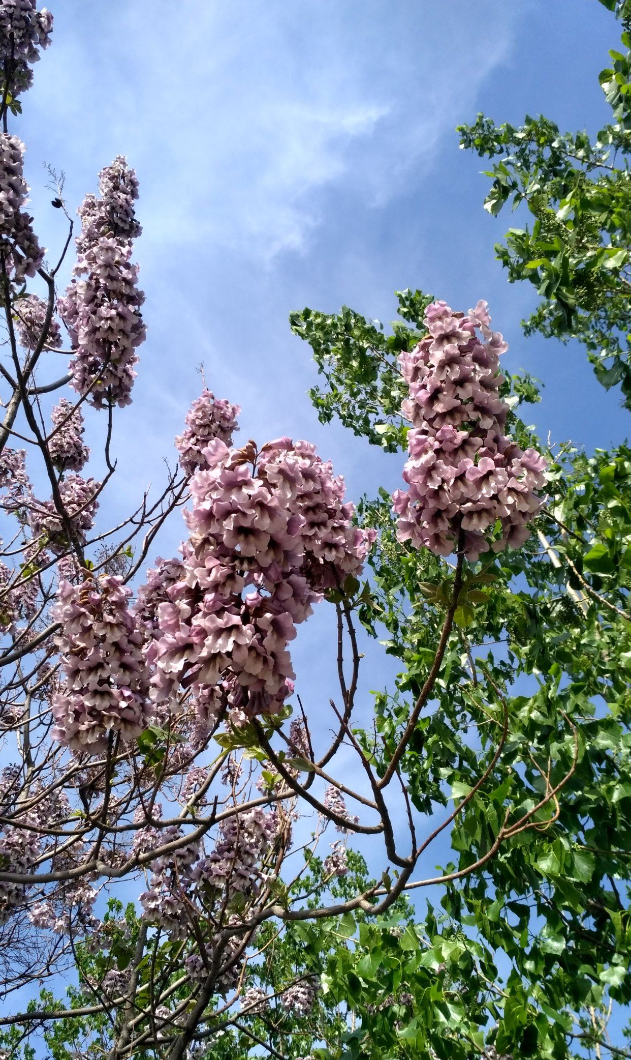 情窦初开梧桐花，有凤来仪箫韶乐|_新浪娱乐_新浪新闻
