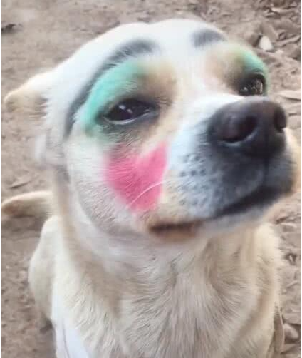 狗狗被主人画上浓妆一副生无可恋花花绿绿被人笑