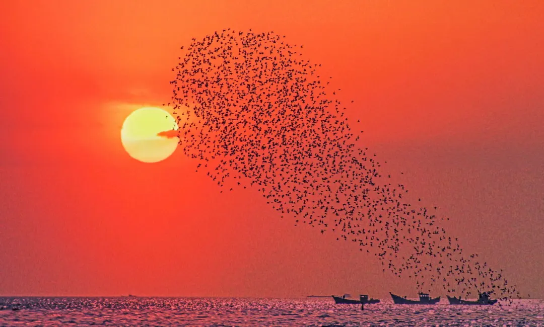 候鸟报春归鸟浪已如约来到营口大辽河入海口了