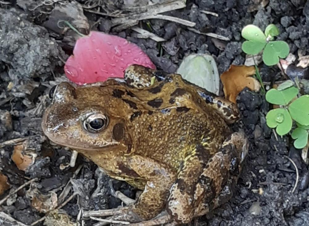英国一濒死青蛙泡在油漆桶中两天,竟死里逃生