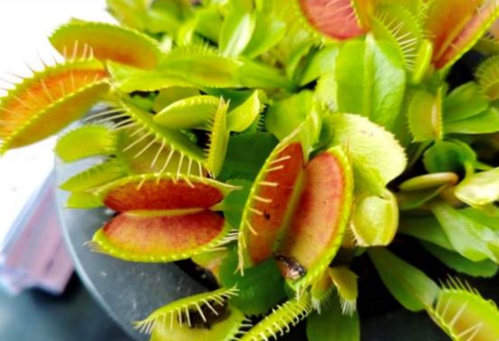家里养盆"捕蝇草",专捉苍蝇和蚊子,好玩又有趣_高清图集_新浪网