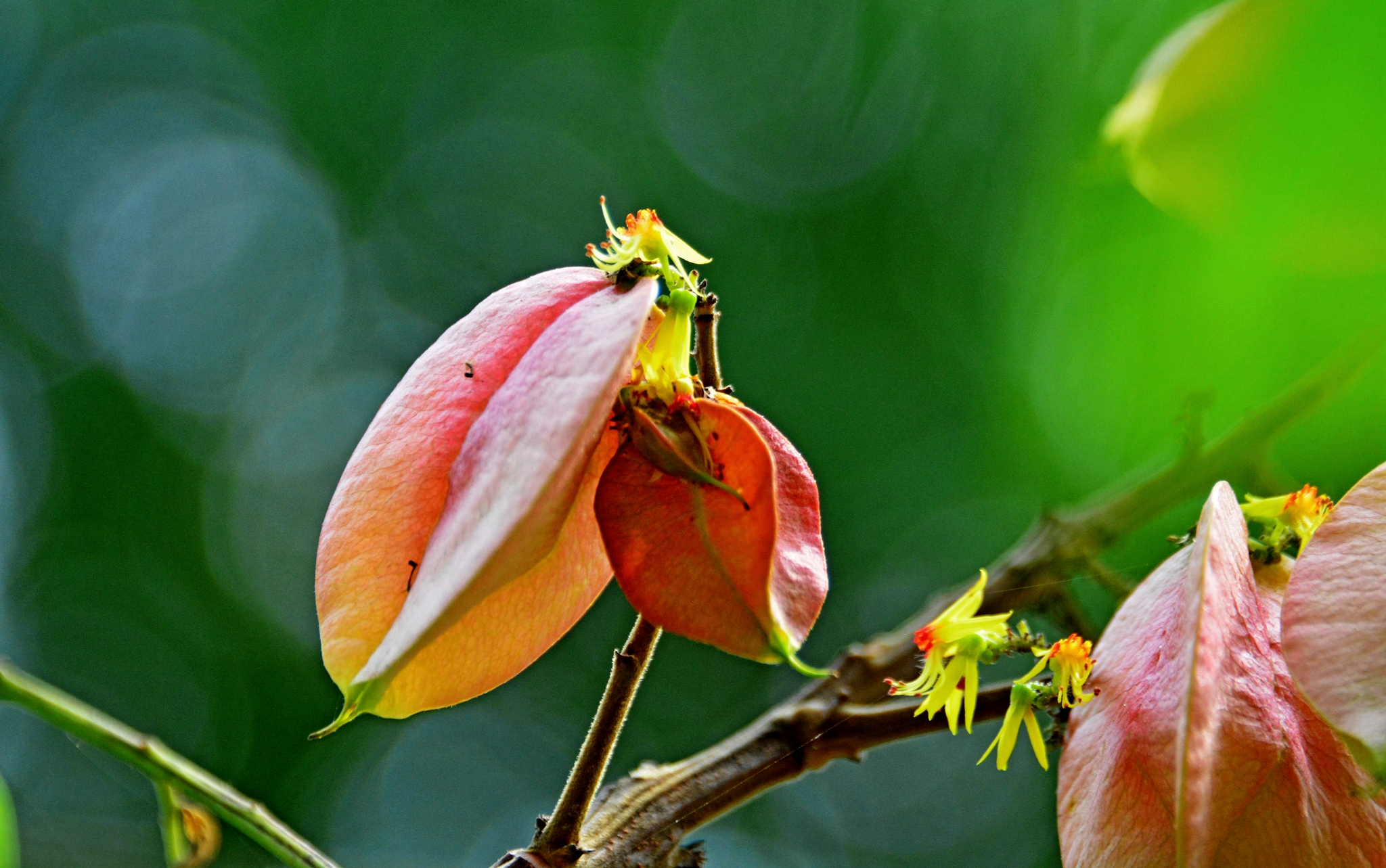 栾树花开秋意渐浓