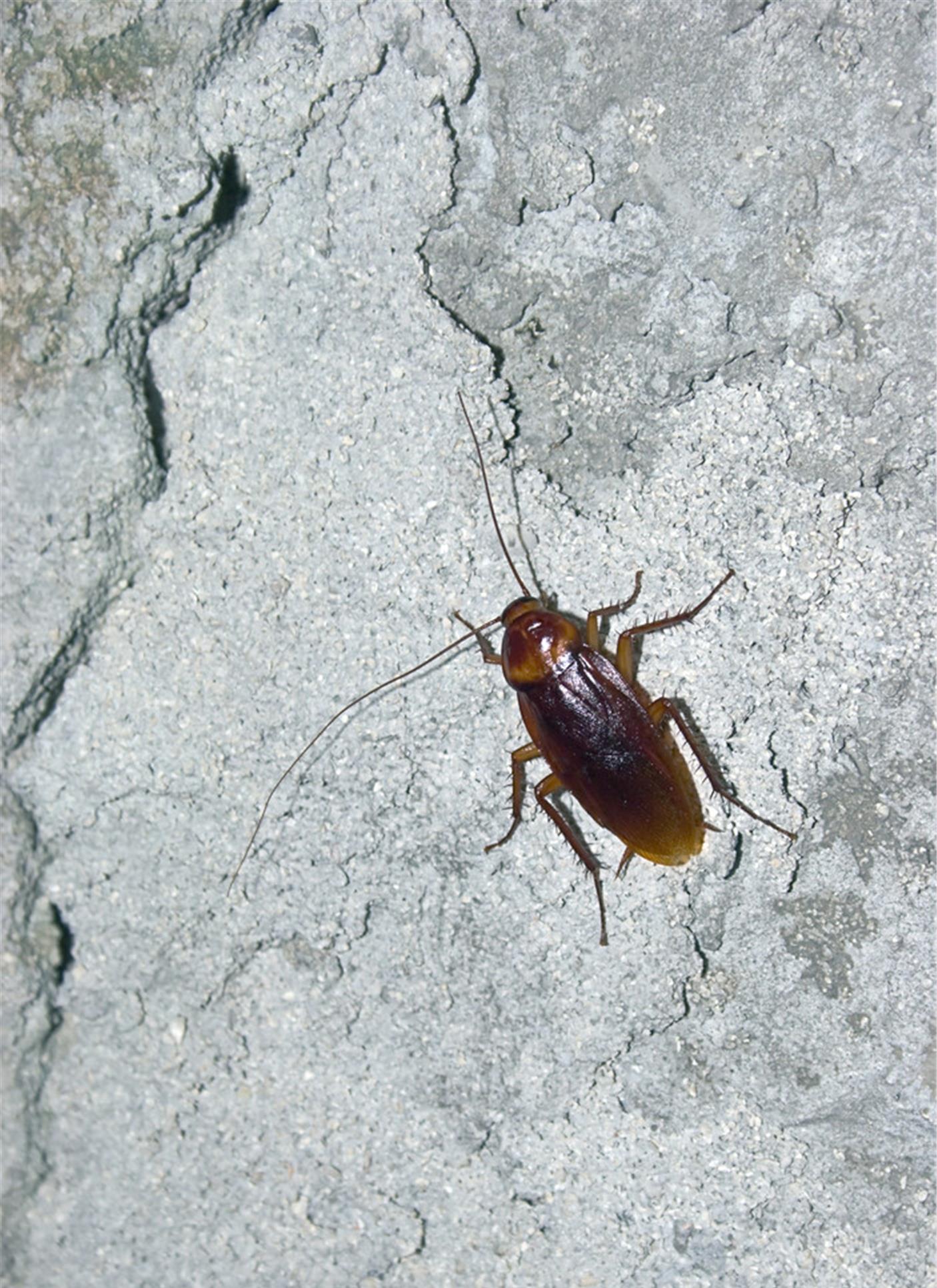 抓住蟑螂非活跃期高效做好蟑螂防治工作