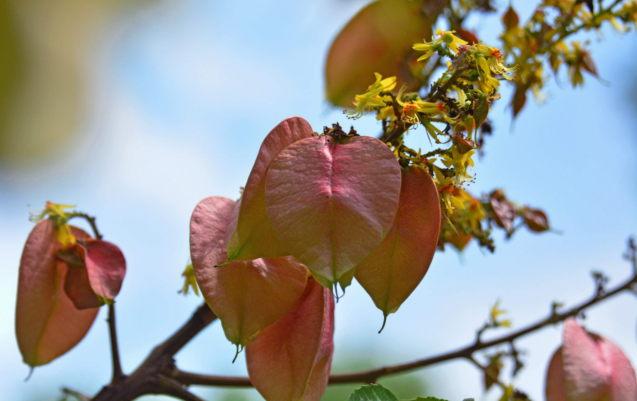 栾树花开秋意渐浓