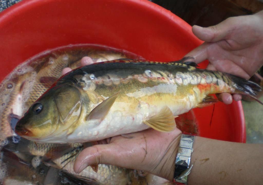 这种鱼国外没人吃引进国内却大受欢迎被誉为金宝鱼