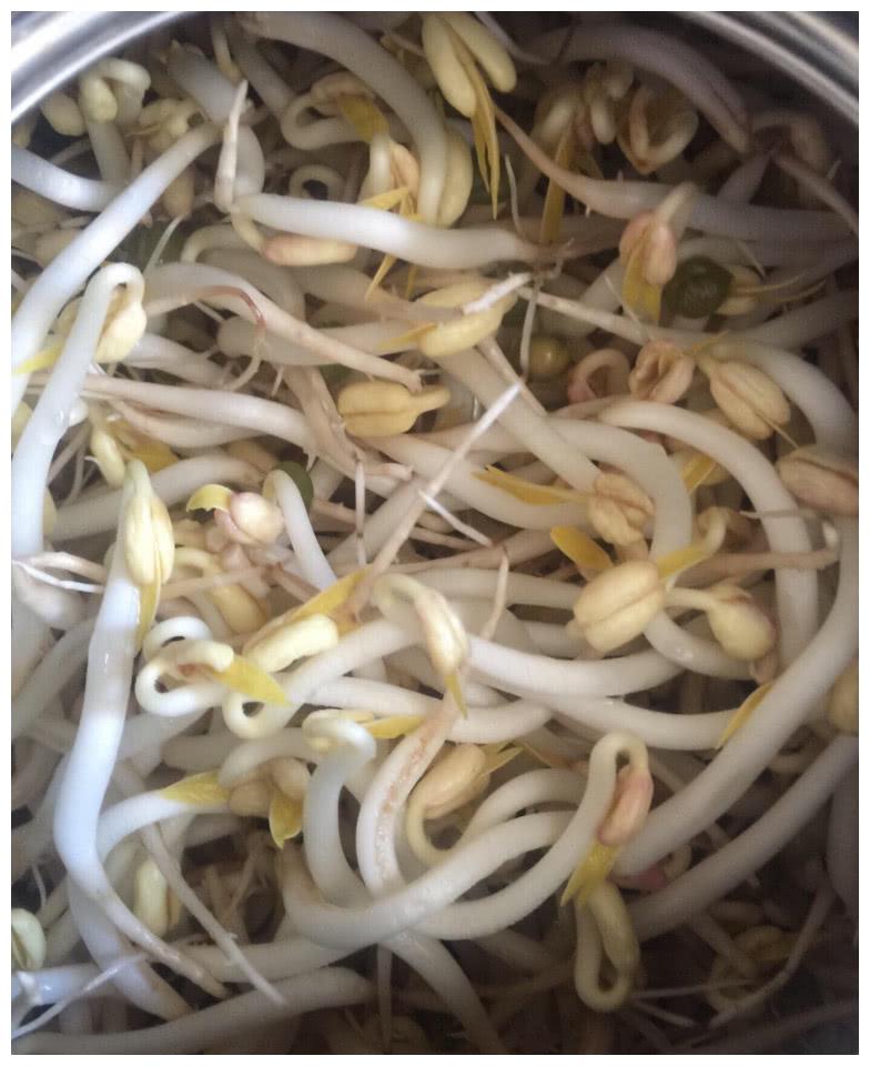 旧水壶不要扔掉了,拿来"发豆芽"很好,又白又胖,一家人吃足够