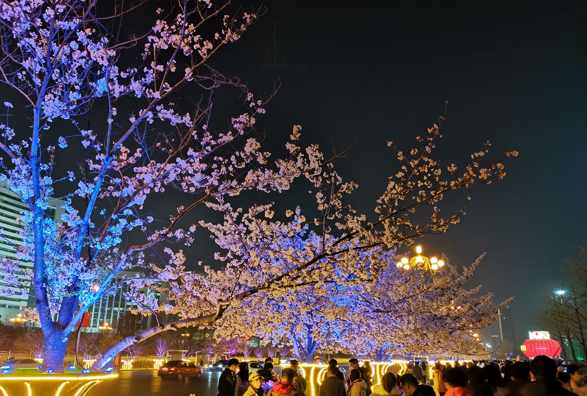 哈尔滨世界欢乐城樱花图片
