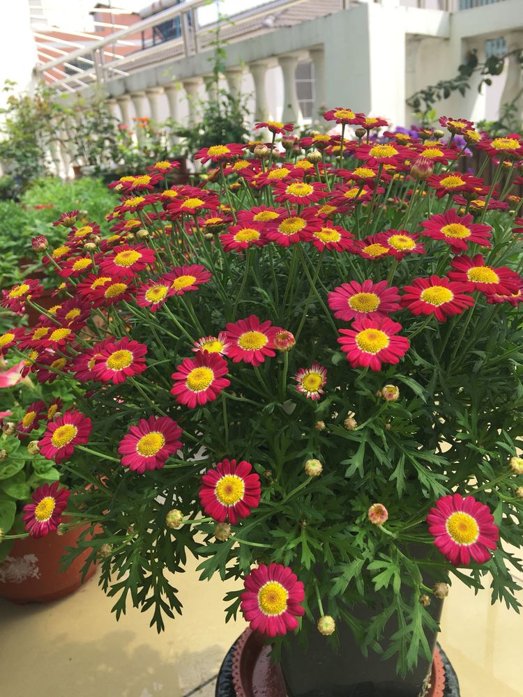 里阳台必养此款花卉,耐寒易打理,开花爆盆花期长,真漂亮