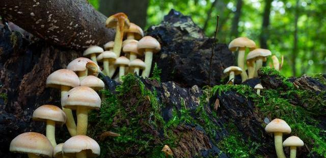 野生蘑菇别乱吃,遇到这8种要扔掉,长得漂亮有剧毒,别不知道__财经头条