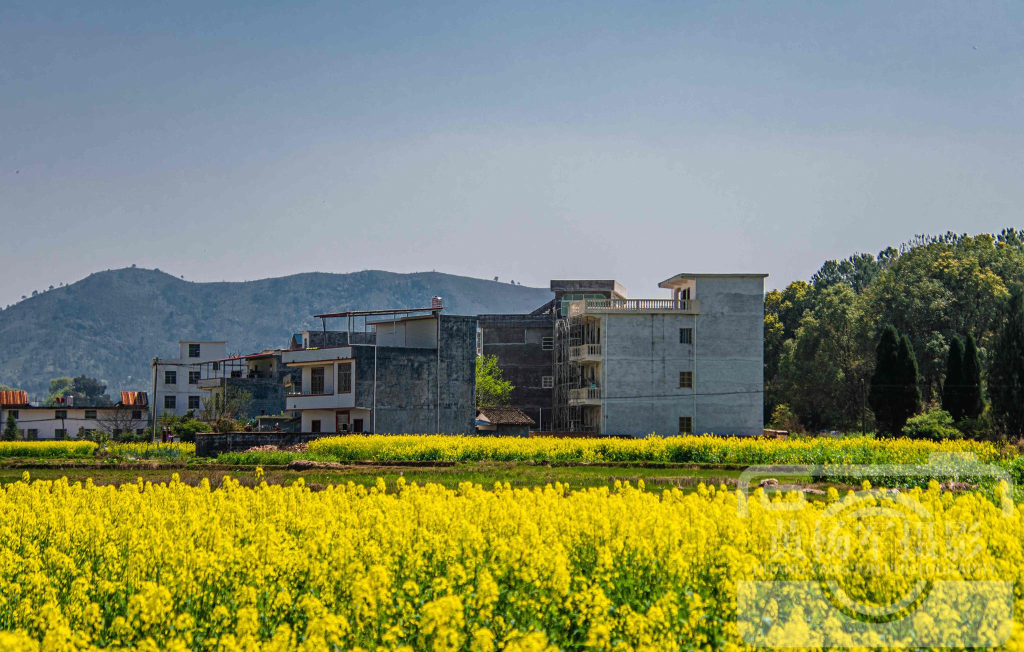 赣州于都县杜田村的动人春色,赣南乡村油菜花盛开,故乡熟悉的美