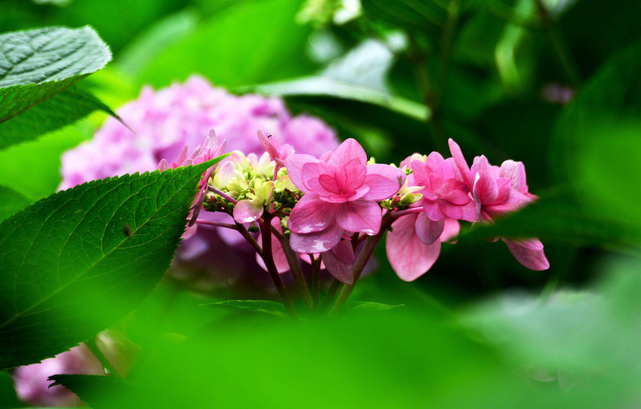 玫瑰园里随手拍,初夏美景依然灿烂.