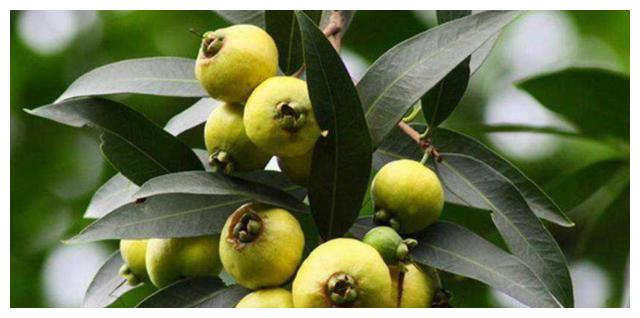 人称"铃铛果",只吃皮不吃肉,3月开花5月成熟,1斤卖18元