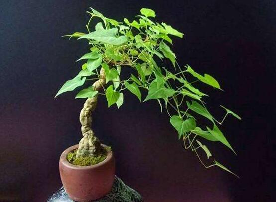 何首乌盆景如何养殖?需注意哪些事项?__财经头条